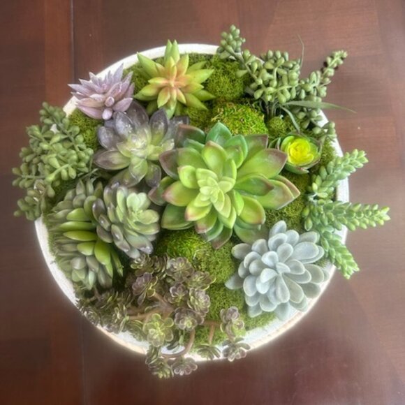 Zen Large Succulent and Moss in Concrete Bowl- Modern Nature Centerpiece - Picture 4 of 7
